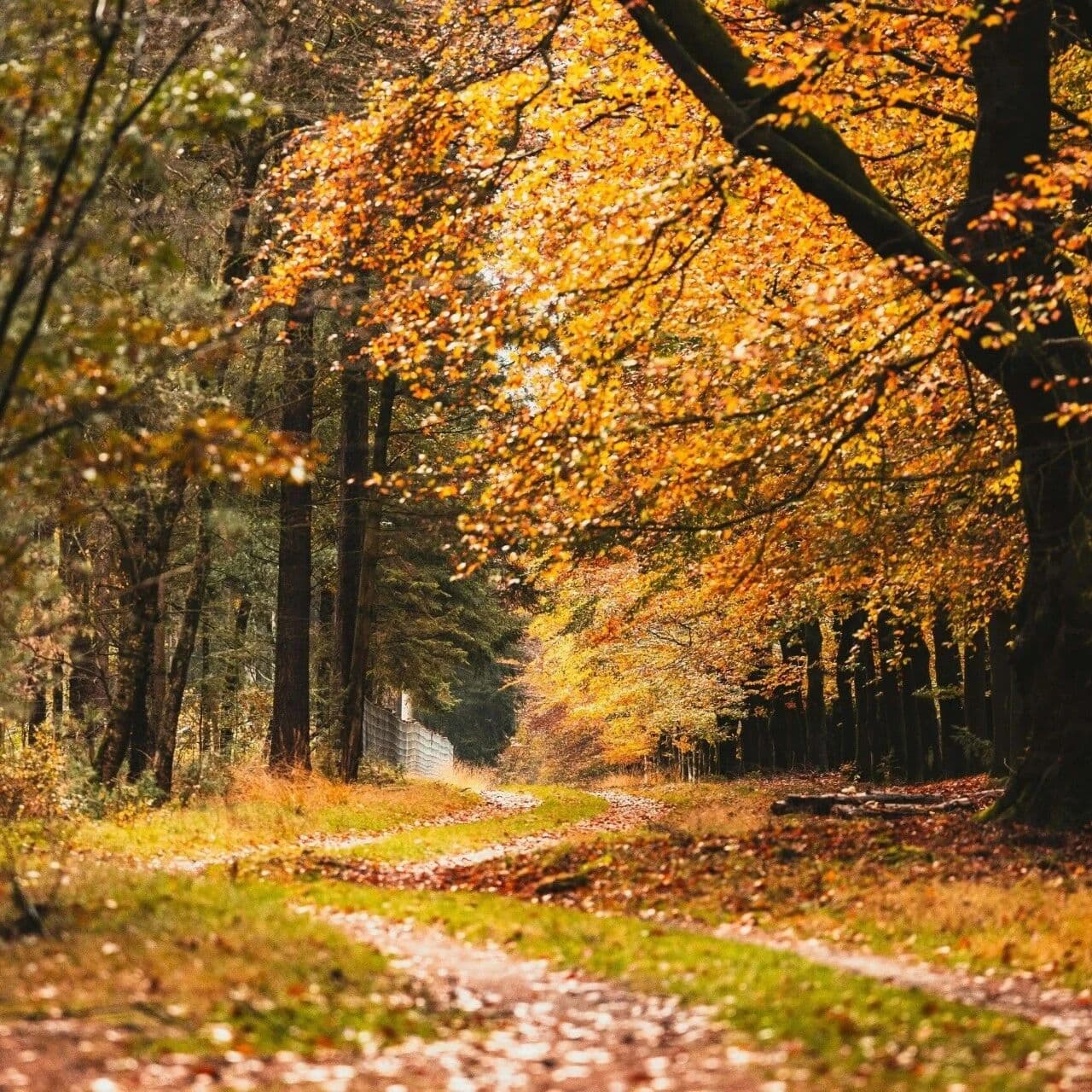 从八字看命主的情商智商。