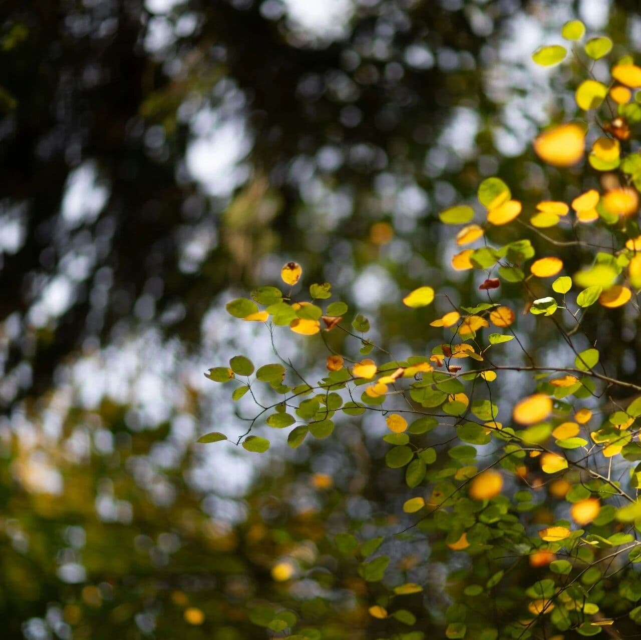 资料：十神七杀篇。