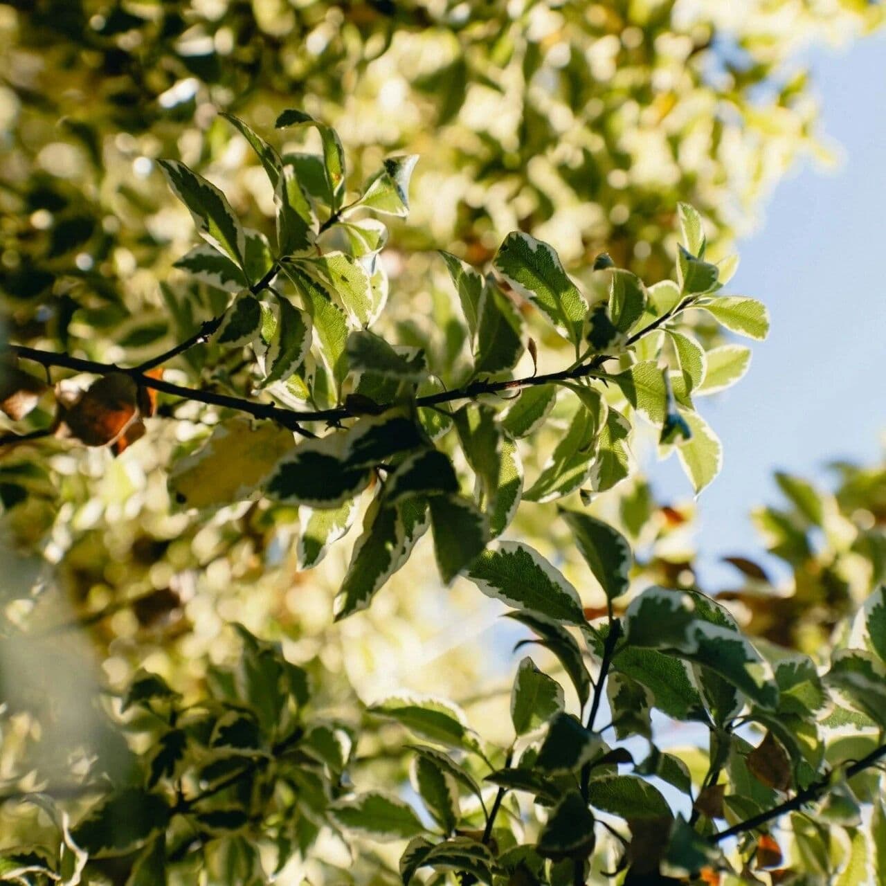 世间安有双全法？