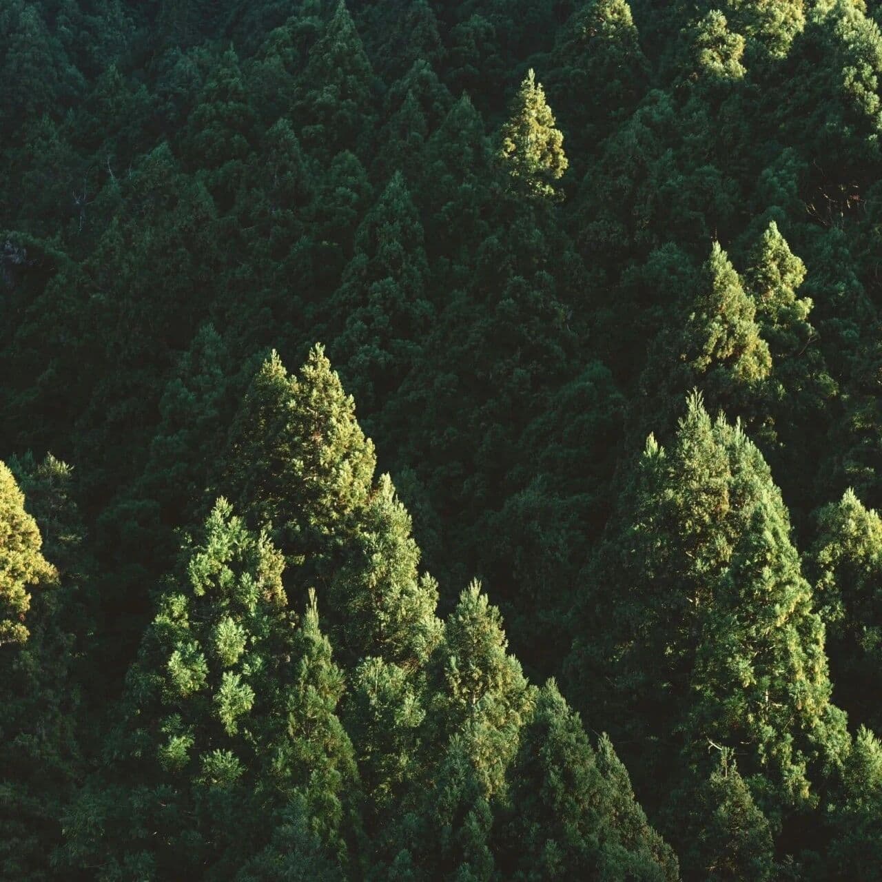 适度赞美的必要性。