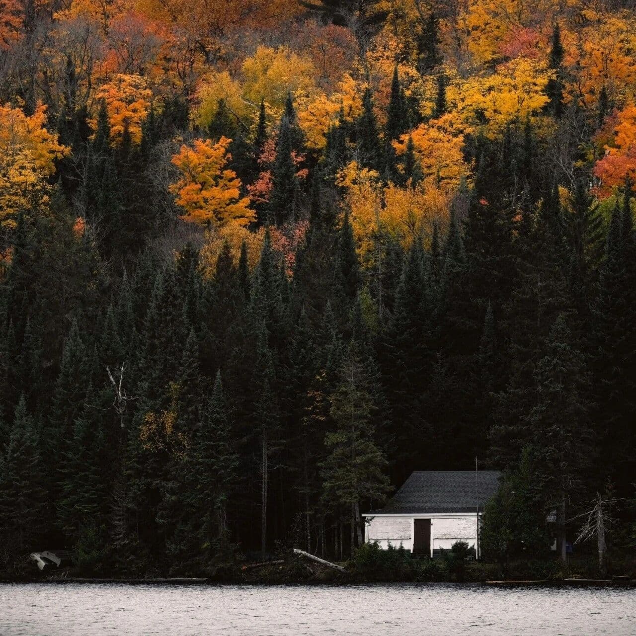 愚钝狼狈，愚鲁却威风。