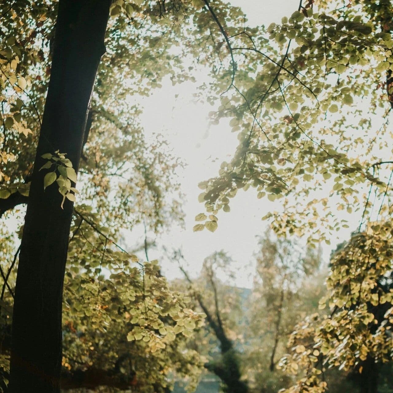 怎样的八字是能量吸血鬼？