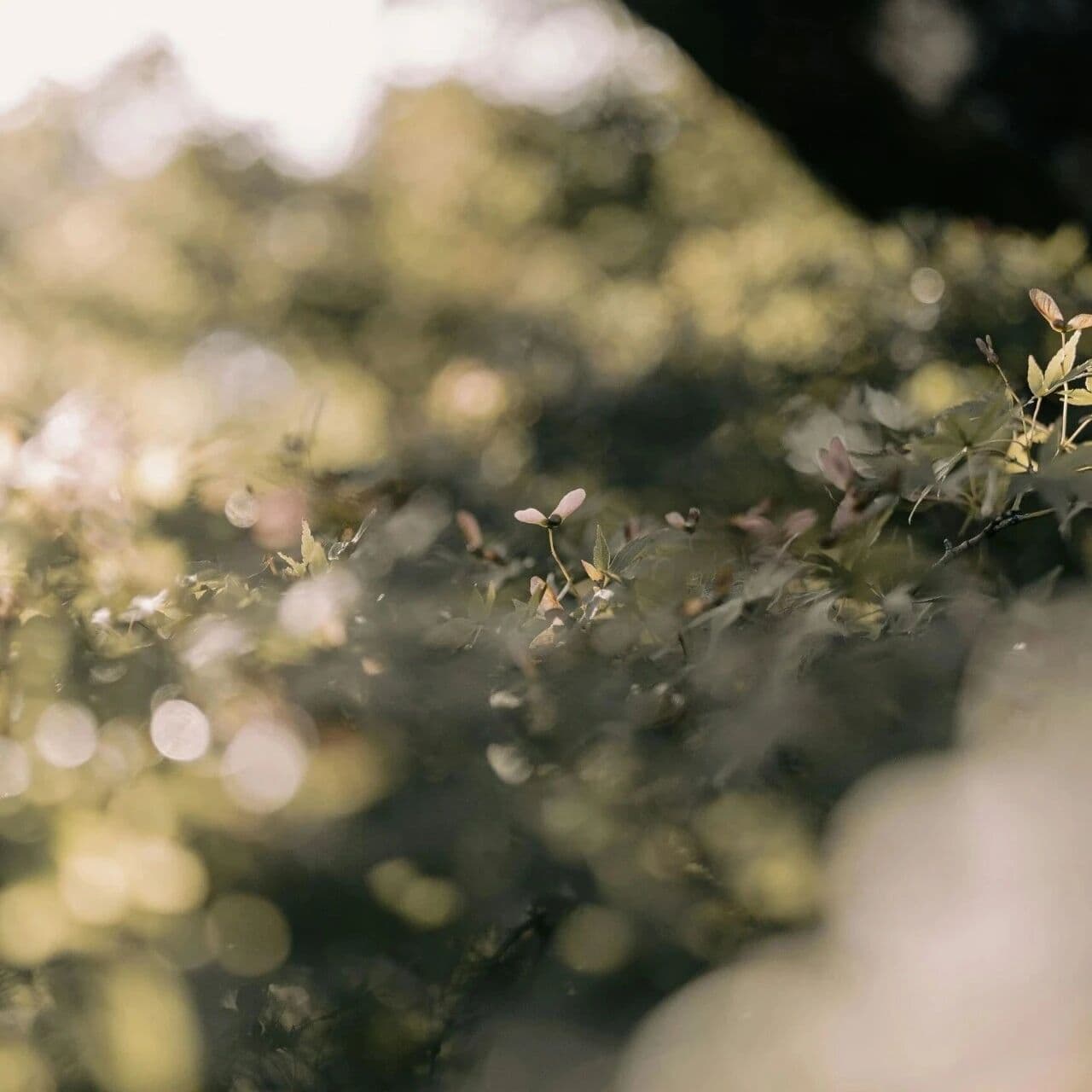 食伤坏印与五行土的暗黑面。