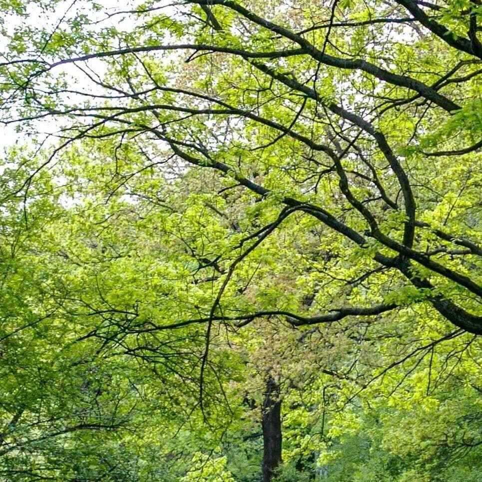 自由不耐受体质。