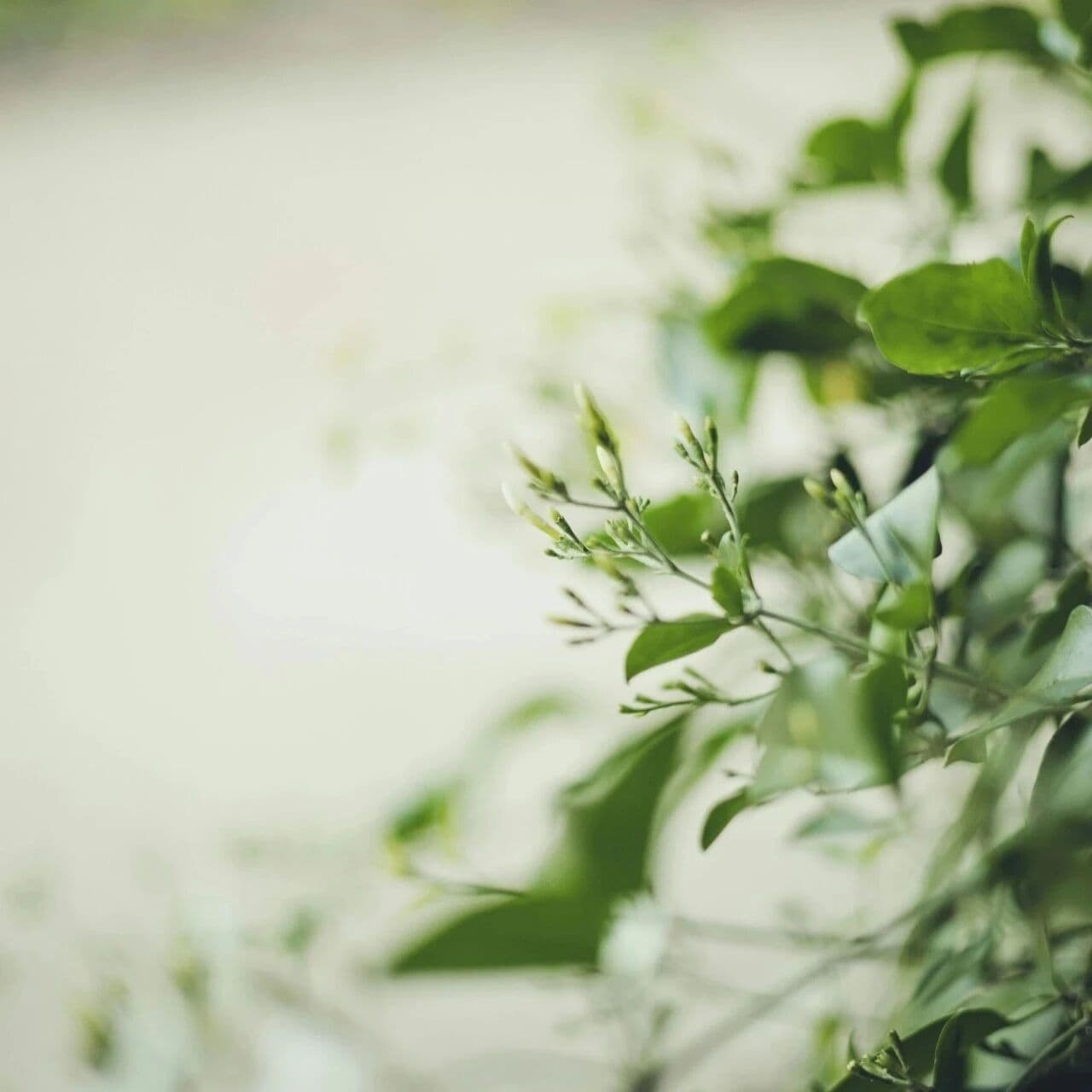 他在探囊取物。