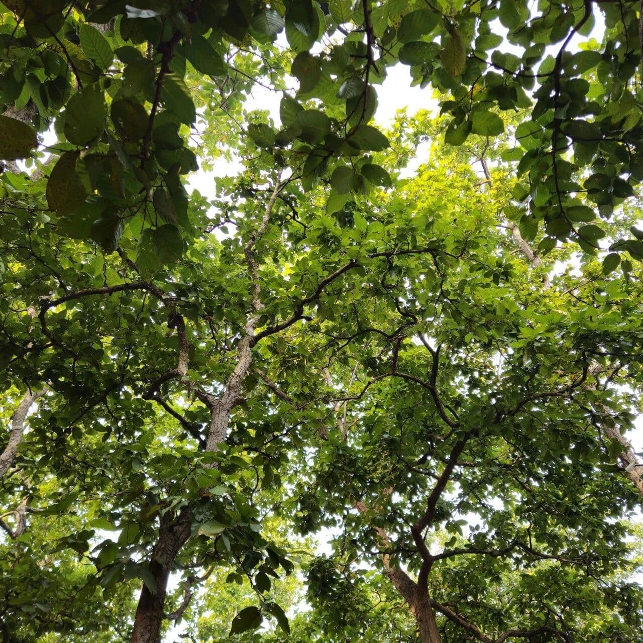 元辰：不兼容的能量。