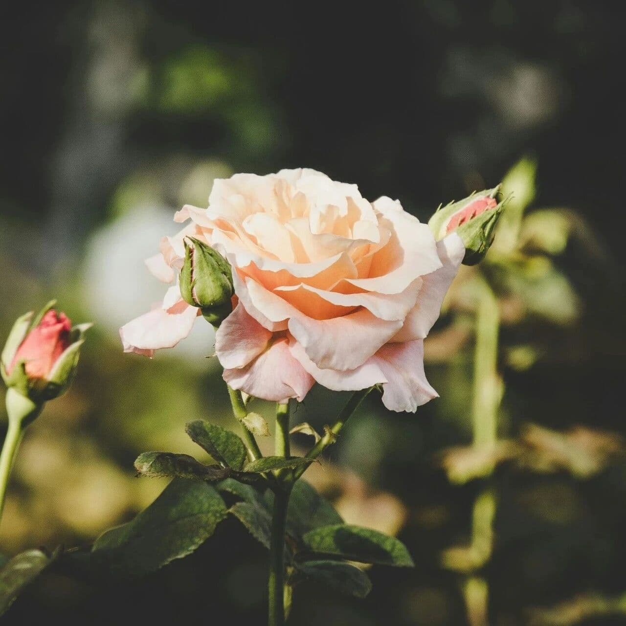 当情绪稳定成为社交时尚。