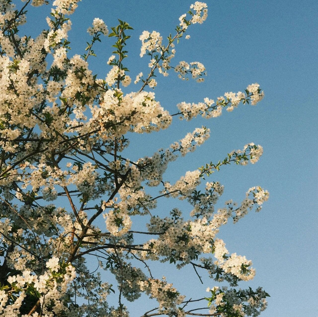 总有些人，要逼着你撒谎。