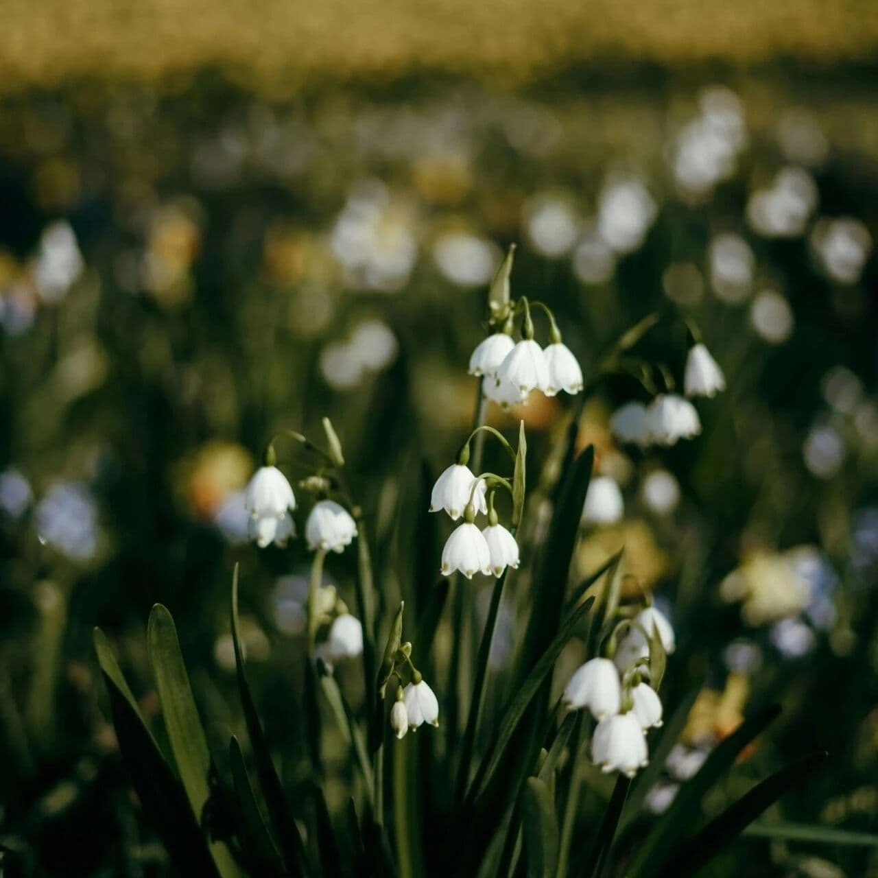 官杀错位下的情欲围城。