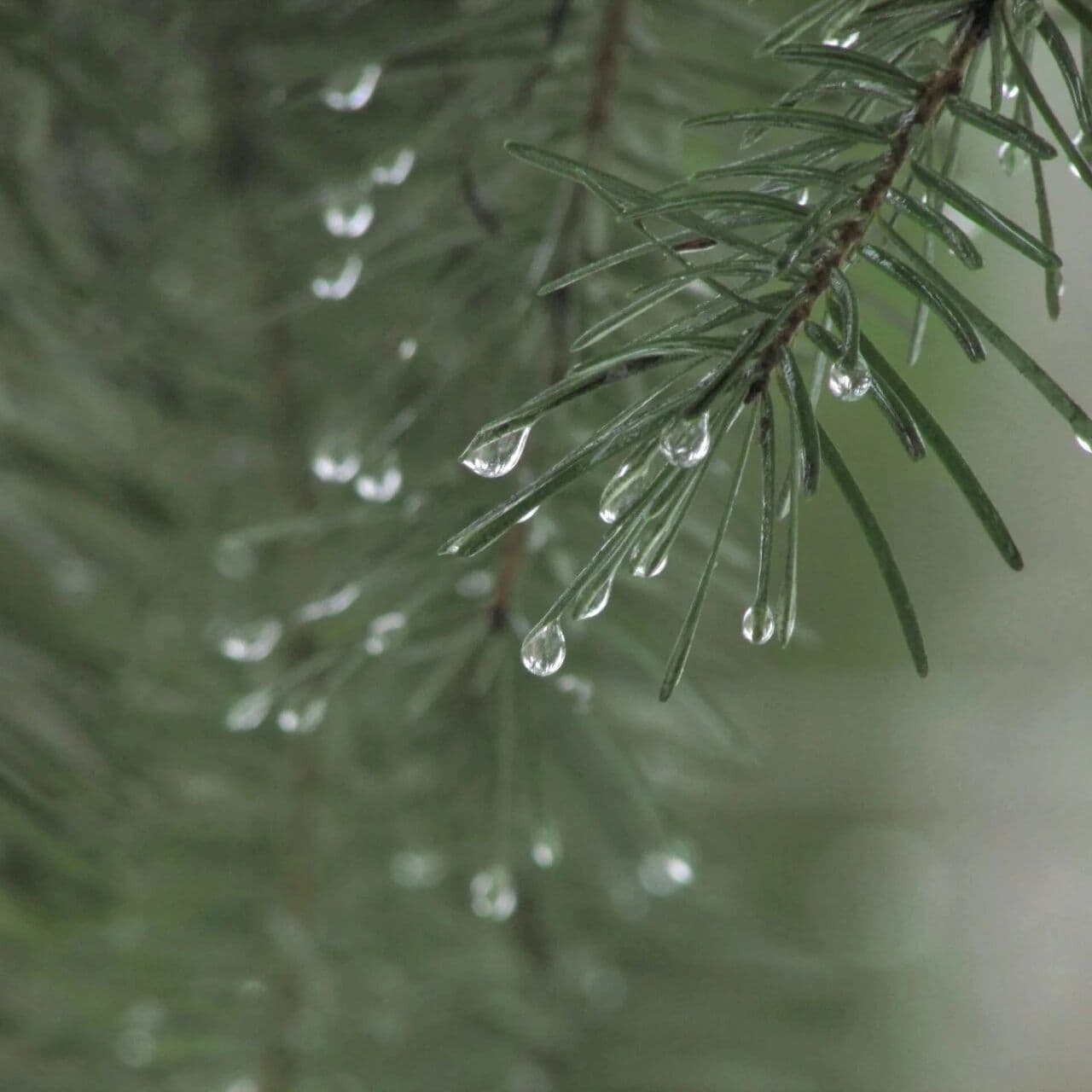 资料：十神偏印篇。