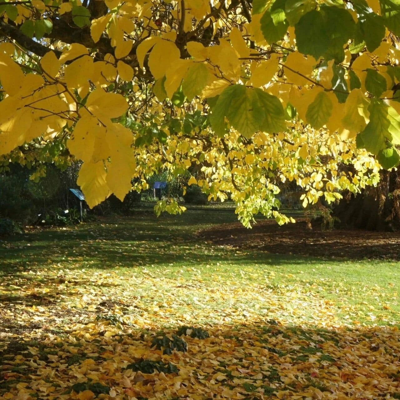 身弱不担印：高位傀儡。